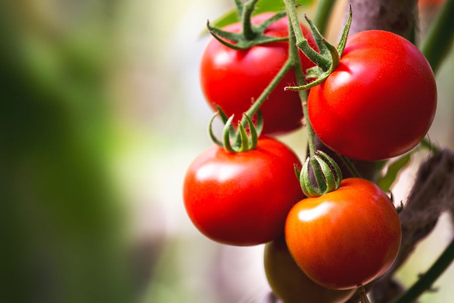 Pomodori